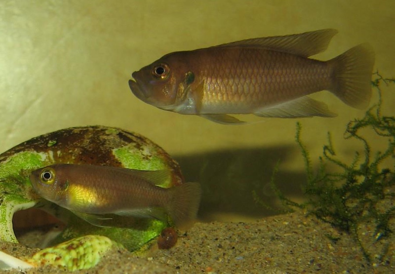 Neolamprologus brevis 'Ikola'